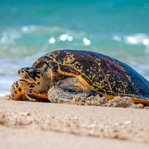 Turtle