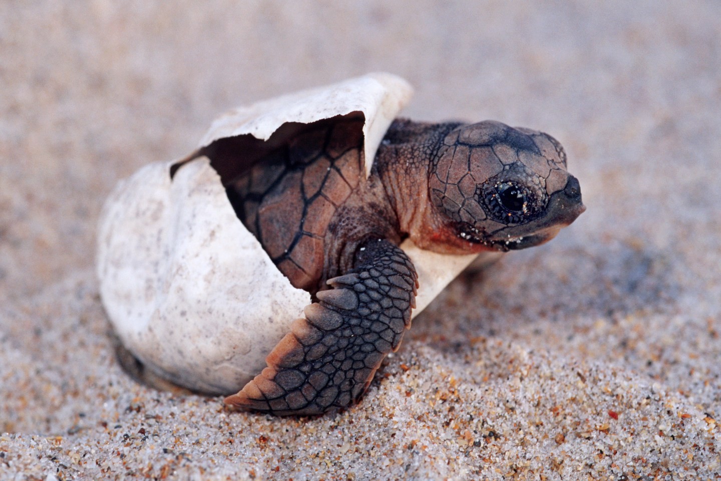 Turtle 