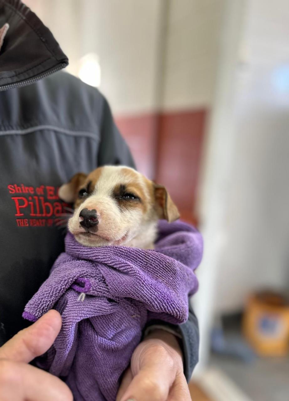 Free Vet Services Returning to Remote East Pilbara Communities